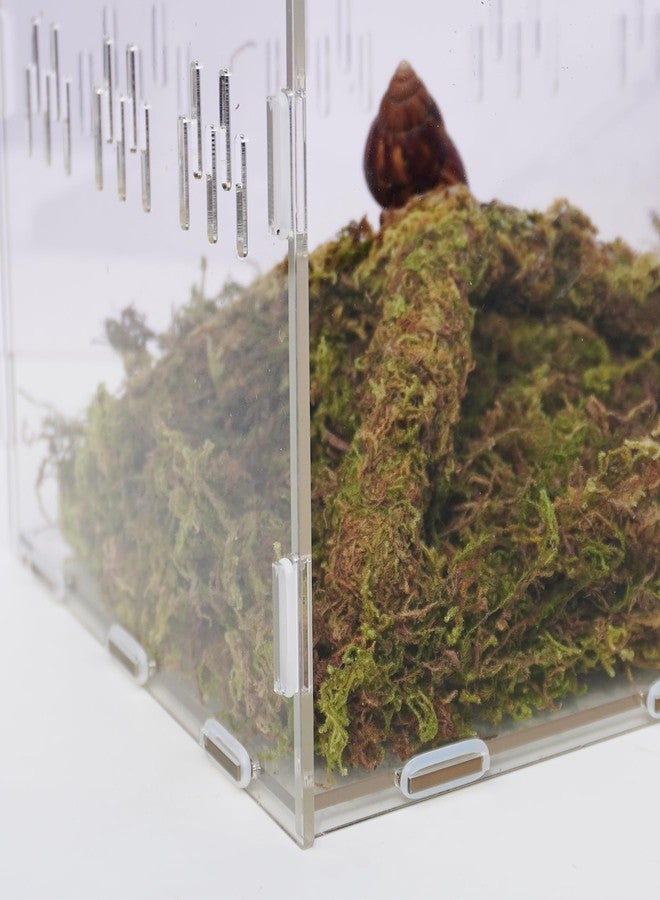 Begeterday Snail Terrarium Kit, Include 11.22 in x 7.87 in x 6 in Snail Terrarium，2.1oz Pet Snails Moss, 9 Inch Bendable Pet Snail Climbing Toys, Creating The Perfect Habitat for Your Cute - Image 2
